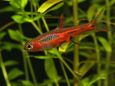 mini fish|20 Smallest Freshwater Aquarium Micro Fish That STAY Small.